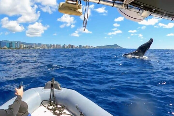 Private Whale Watching from Waikiki: Ala Wai Harbor Charter (2-hour) photo 4