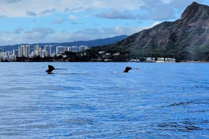 Private Whale Watching from Waikiki: Ala Wai Harbor Charter (2-hour) photo 5