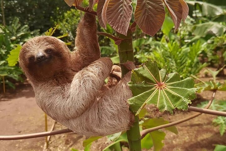 Bijagua Tenorio Hanging Bridges & Private Sloth Encounter — Day Tour photo 2