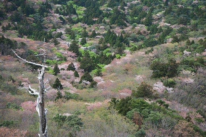 Shiratani Unsuikyo Day Walk to Taikoiwa: Yakushima's Ancient Forest in a Day photo 2