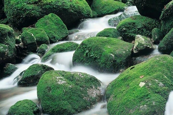 Shiratani Unsuikyo Day Walk to Taikoiwa: Yakushima's Ancient Forest in a Day