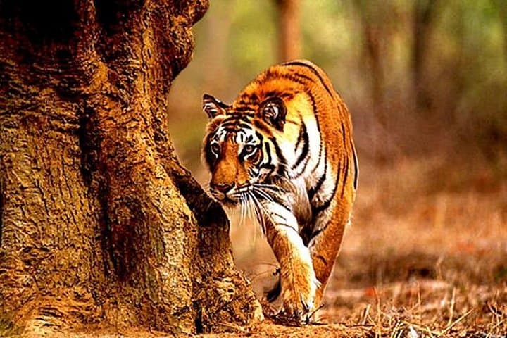 Tadoba Tiger Safari From Nagpur: 3-Day Gypsy Wildlife Adventure