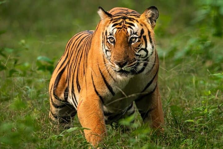Delhi to Corbett Tiger Reserve: 3-Day Wildlife Safari from Delhi
