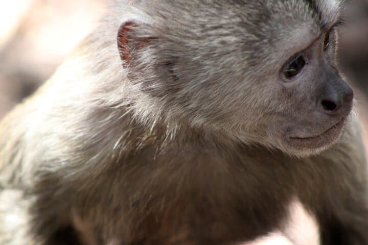 Hartbeespoort Dam & Magaliesberg Private Day Tour from Johannesburg photo 5