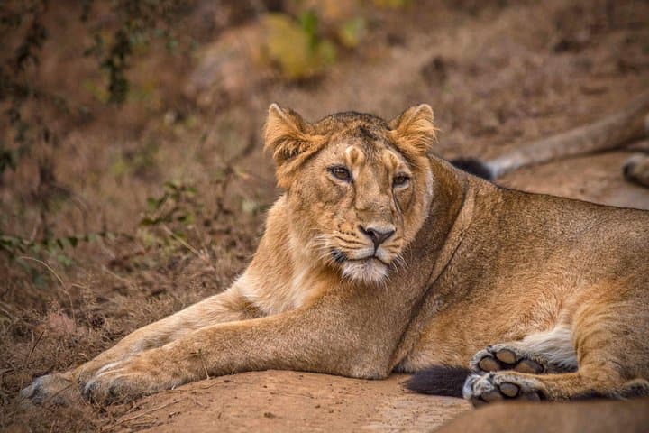 Rajkot to Sasan Gir: Temple & Lion Safari Tour Guide