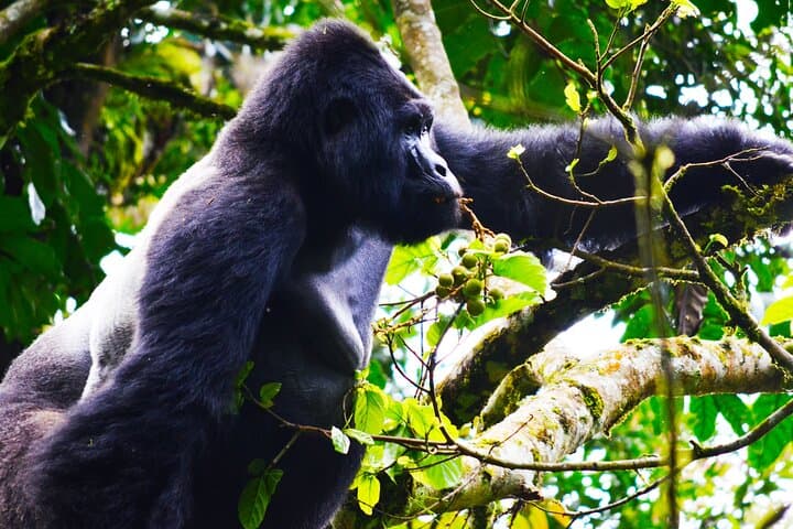 4-Day Gorilla Tracking Tour in Uganda — Bwindi Rushaga & Lake Bunyonyi Adventure photo 1