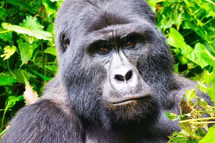 4-Day Gorilla Tracking Tour in Uganda — Bwindi Rushaga & Lake Bunyonyi Adventure photo 4