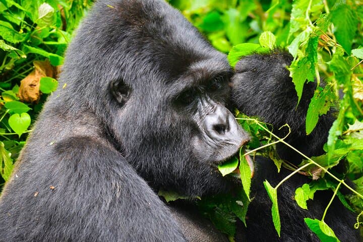 4-Day Gorilla Tracking Tour in Uganda — Bwindi Rushaga & Lake Bunyonyi Adventure photo 3