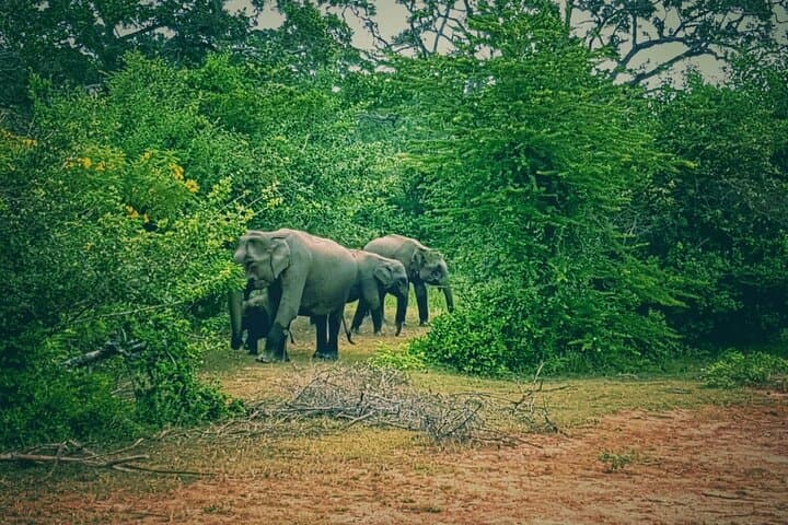 Minneriya National Park Jeep Safari — Watch Sri Lanka’s Elephant Gathering photo 2
