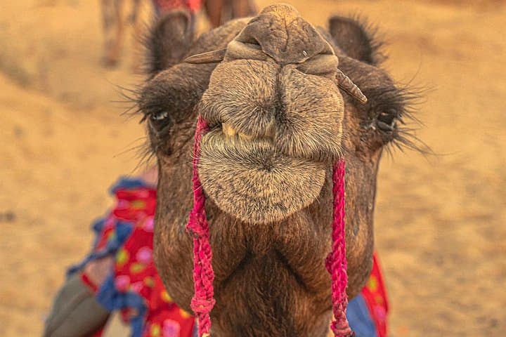 Private Full-Day Jaisalmer City Tour: Forts, Havelis & Sam Sand Dunes photo 4