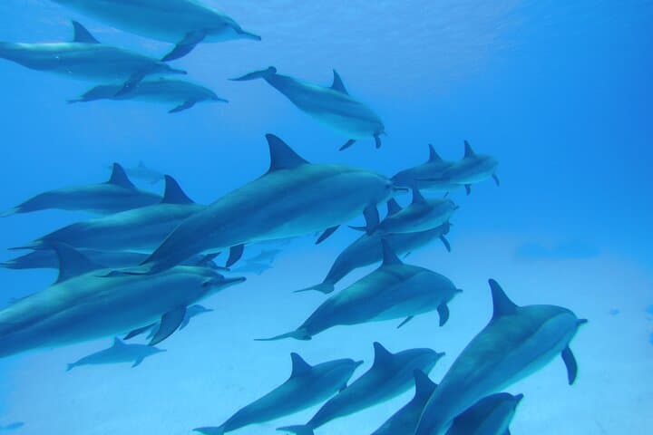 Sataya Reef Dolphin Swim & Snorkel: Full-Day Sea Trip from Marsa Alam photo 3