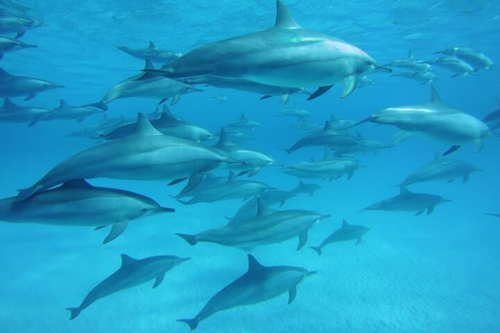 Sataya Reef Dolphin Swim & Snorkel: Full-Day Sea Trip from Marsa Alam photo 4