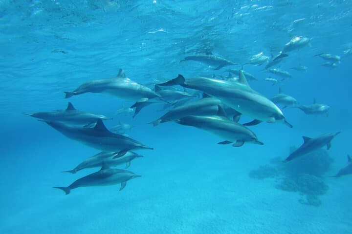 Sataya Reef Dolphin Swim & Snorkel: Full-Day Sea Trip from Marsa Alam photo 5