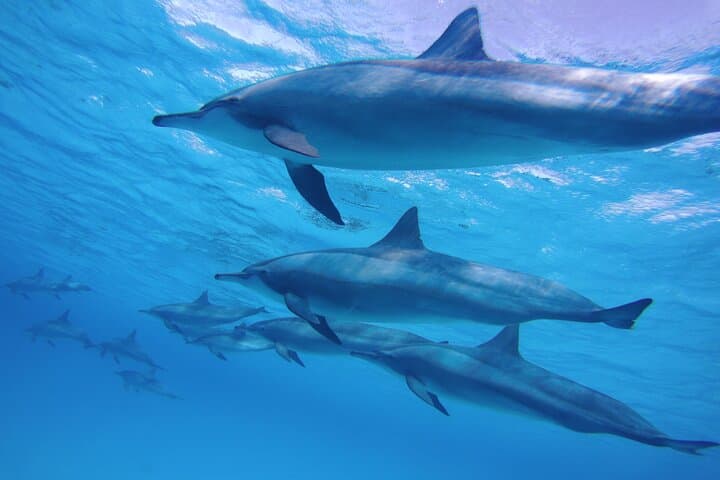Sataya Reef Dolphin Swim & Snorkel: Full-Day Sea Trip from Marsa Alam