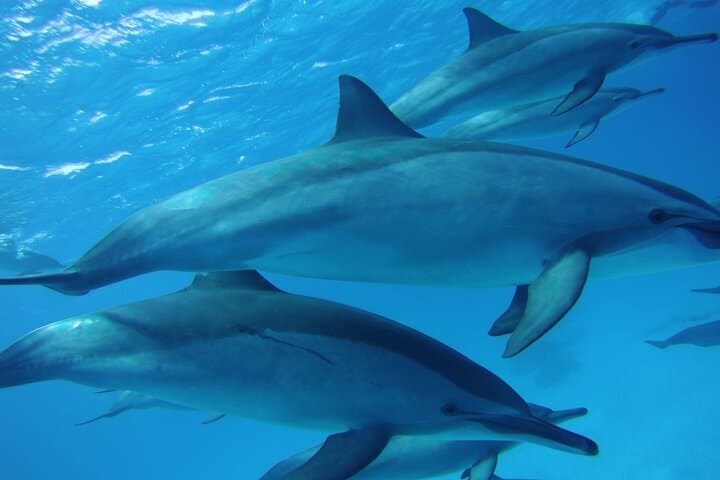 Sataya Reef Dolphin Swim & Snorkel: Full-Day Sea Trip from Marsa Alam photo 2