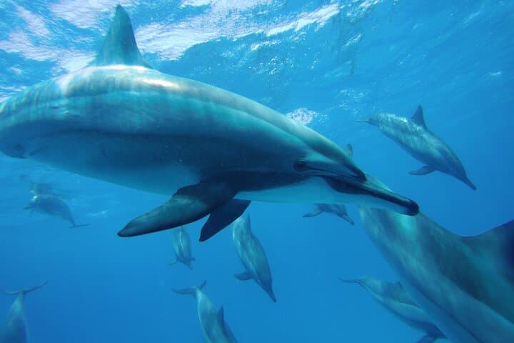 Sataya Reef Dolphin Swim & Snorkel: Full-Day Sea Trip from Marsa Alam photo 6