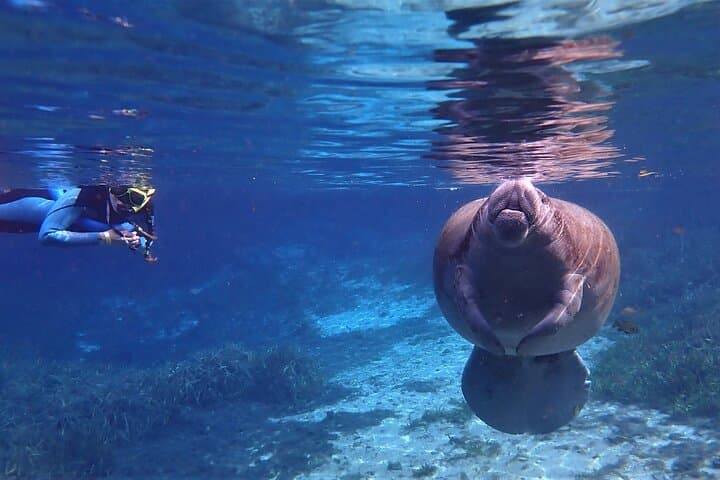 Swim with Manatees in Crystal River: Guided Kayak Tour & Snorkel photo 6