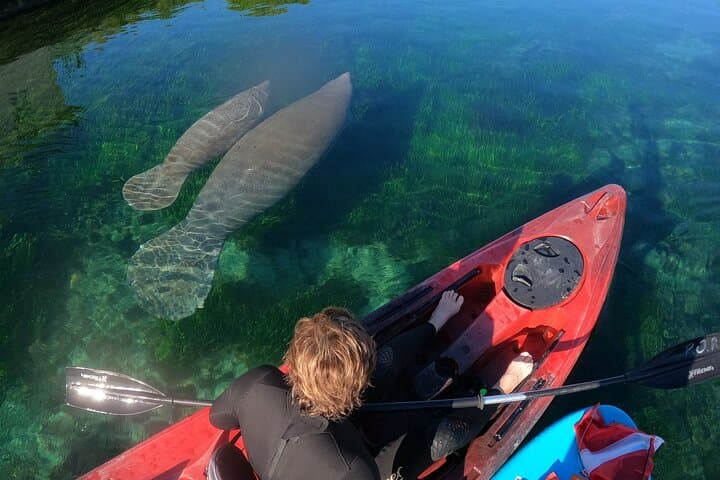 Swim with Manatees in Crystal River: Guided Kayak Tour & Snorkel photo 5