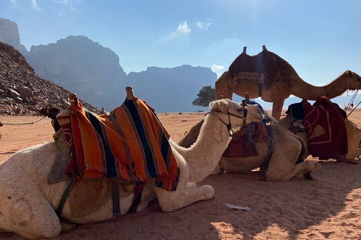 Wadi Rum Camel Trekking: 2-Night Bedouin Camp, Camel Caravan & Stargazing in Jordan photo 2