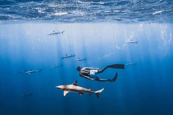 Private Moorea Marine Wildlife Adventure with Underwater Photography photo 2