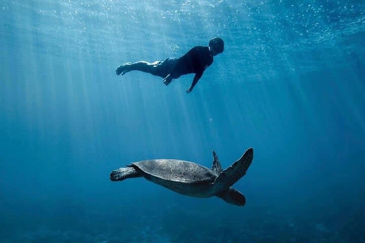 Private Moorea Marine Wildlife Adventure with Underwater Photography photo 4