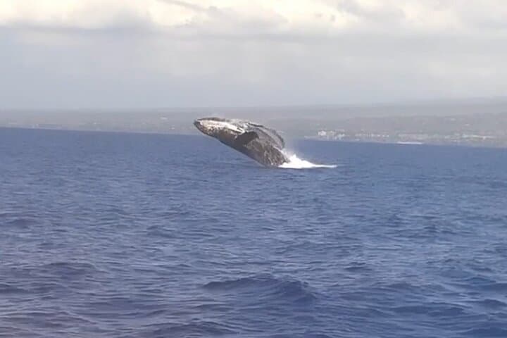 Winona Whale Watch: Maalaea Catamaran Cruises for Humpback Encounters photo 4