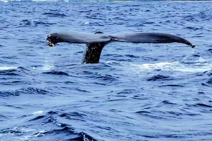Private Whale Watching from Waikiki: Ala Wai Harbor Charter (2-hour) photo 3