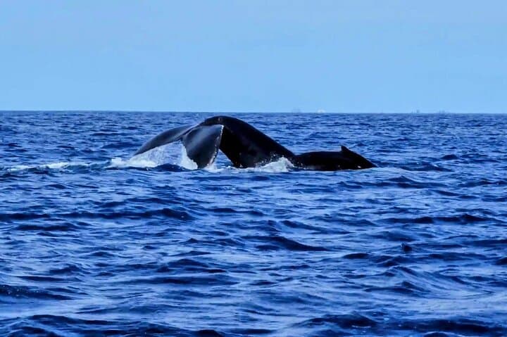 Private Whale Watching from Waikiki: Ala Wai Harbor Charter (2-hour) photo 6