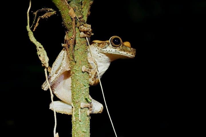 4-Day Tambopata Wildlife Adventure: Lake Sandoval, Canopy Bridges & Indigenous Visit photo 4
