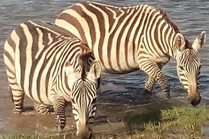 5-Day Kenya Safari: Amboseli, Lake Naivasha & Maasai Mara Wildlife Circuit photo 4