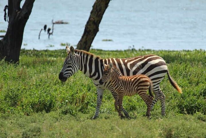 5-Day Kenya Safari: Amboseli, Lake Naivasha & Maasai Mara Wildlife Circuit photo 5