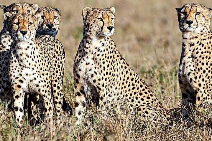 5-Day Kenya Safari: Amboseli, Lake Naivasha & Maasai Mara Wildlife Circuit photo 6