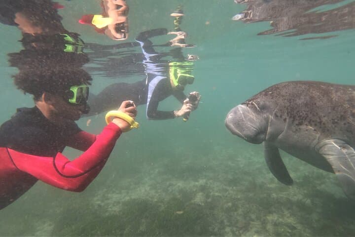 Swim with Manatees in Crystal River: Guided Kayak Tour & Snorkel photo 2