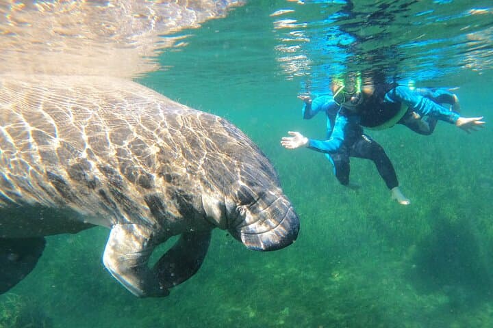 Swim with Manatees in Crystal River: Guided Kayak Tour & Snorkel