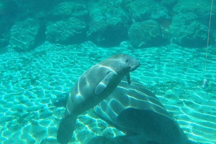 Swim with Manatees in Crystal River: Guided Kayak Tour & Snorkel photo 3