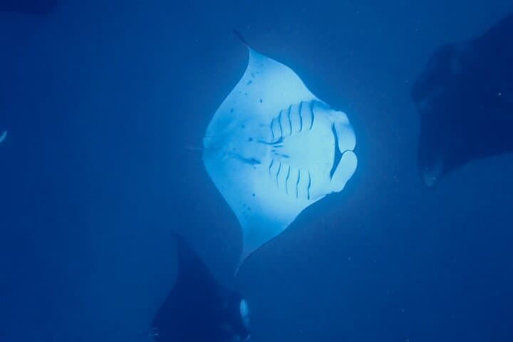 Private Reef Discovery & Luxury Motu Lunch Cruise in Bora Bora Lagoon photo 3