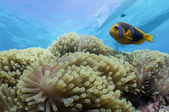 Private Reef Discovery & Luxury Motu Lunch Cruise in Bora Bora Lagoon photo 4