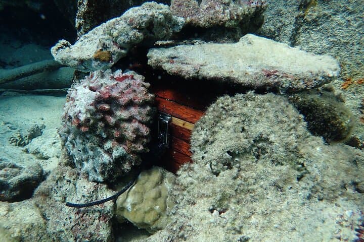 Bora Bora Private Reef Discovery: Luxury Lagoon Treasure Hunt for Kids photo 4