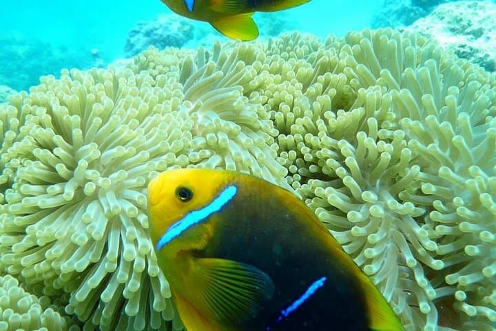 Bora Bora Private Snorkeling Lagoon Tour — Luxury Reef Discovery photo 2