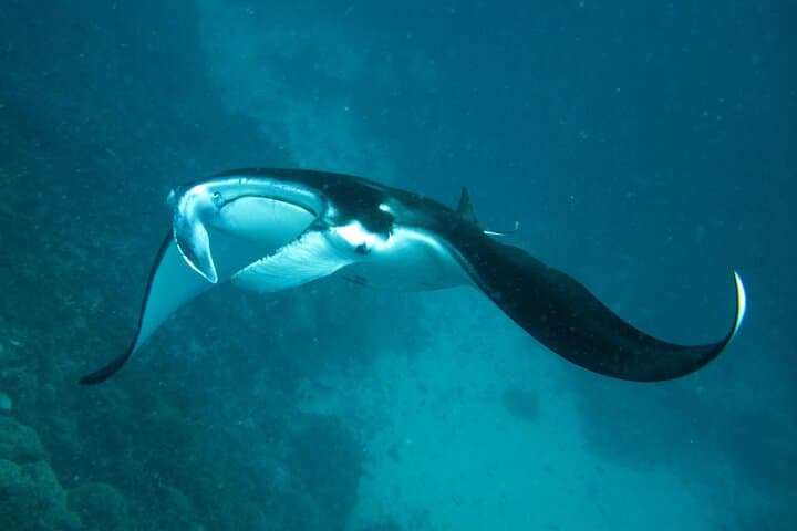 Bora Bora Private Snorkeling Lagoon Tour — Luxury Reef Discovery photo 3