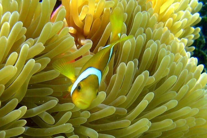 Bora Bora Luxury Water Lunch & Snorkel Cruise — Private Lagoon Experience photo 6
