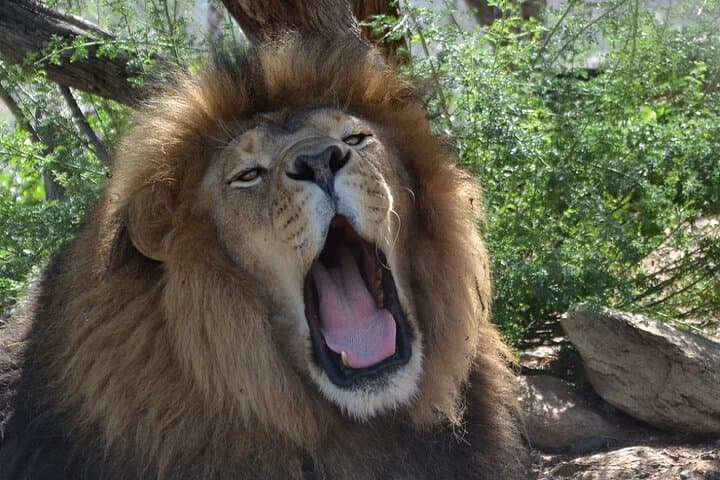 Keepers of the Wild: Route 66 Safari Through Crozier Canyon photo 3