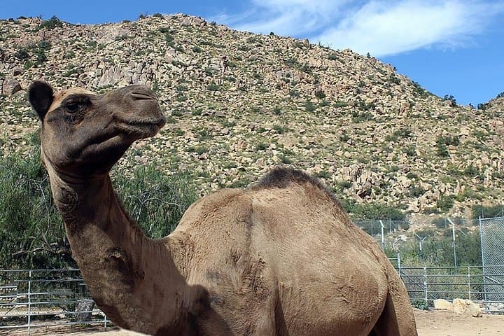Keepers of the Wild: Route 66 Safari Through Crozier Canyon photo 4