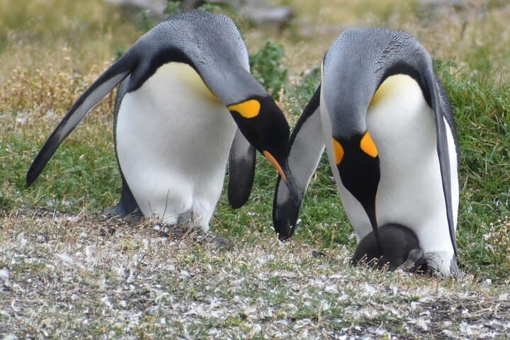Beagle Channel Penguin Cruise from Ushuaia — Les Eclaireurs & Martillo Island