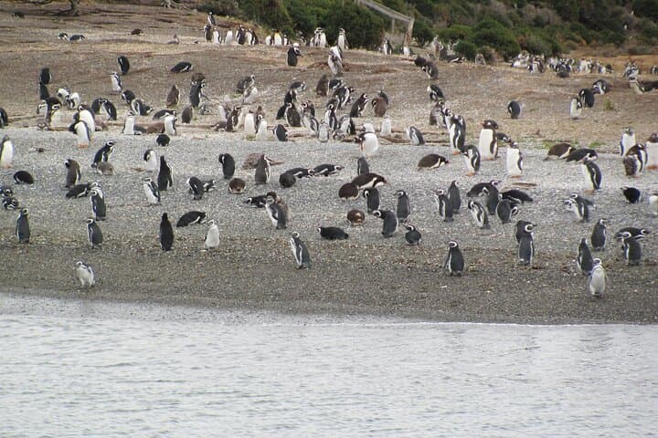 Beagle Channel Penguin Cruise from Ushuaia — Les Eclaireurs & Martillo Island photo 5