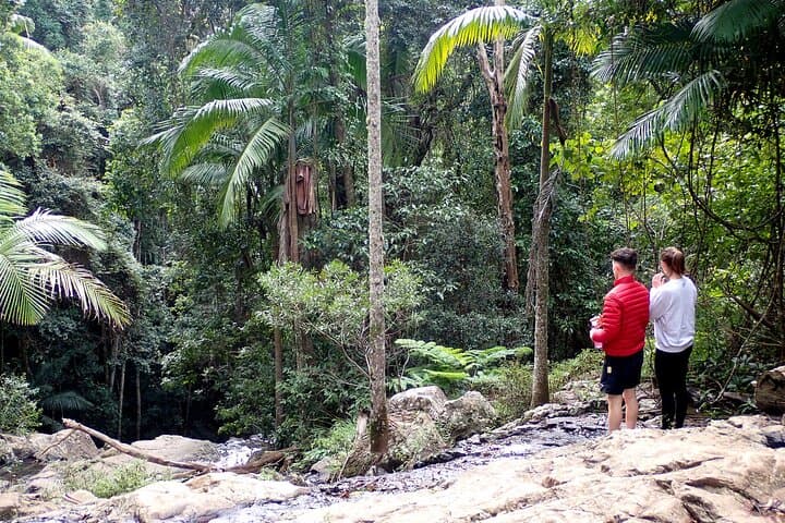 Maiala Rainforest Tour: Mount Glorious Guided Rainforest Walk & Waterfall Picnic