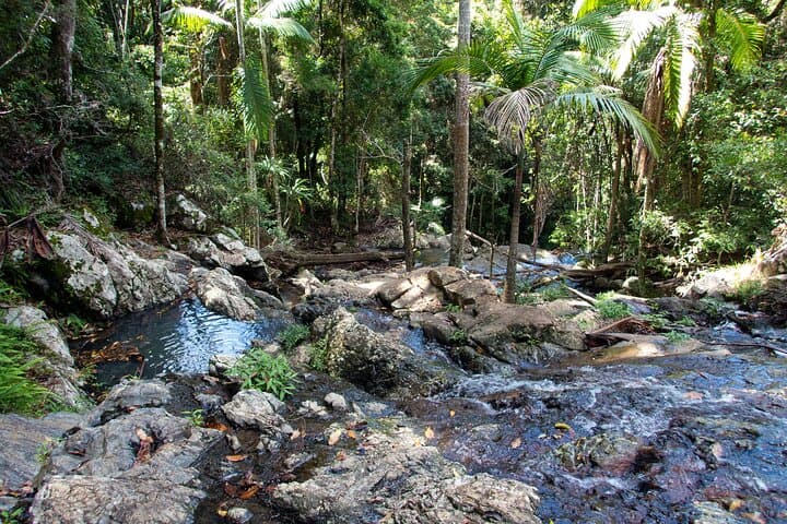 Maiala Rainforest Tour: Mount Glorious Guided Rainforest Walk & Waterfall Picnic photo 2