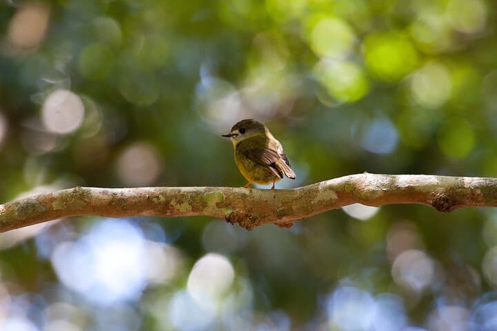 Maiala Rainforest Tour: Mount Glorious Guided Rainforest Walk & Waterfall Picnic photo 4