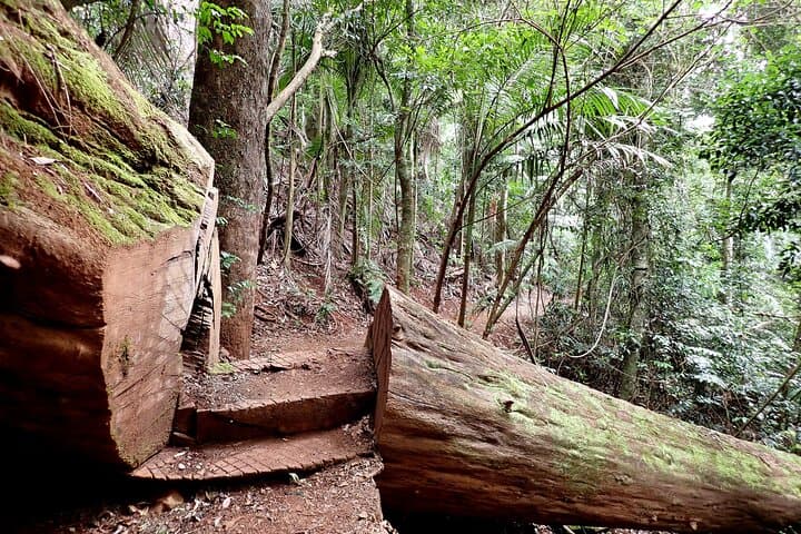 Maiala Rainforest Tour: Mount Glorious Guided Rainforest Walk & Waterfall Picnic photo 3