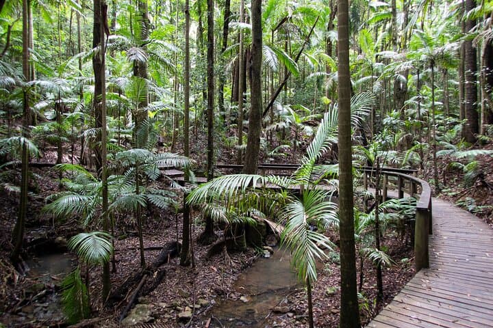 Maiala Rainforest Tour: Mount Glorious Guided Rainforest Walk & Waterfall Picnic photo 5